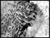 Funky Fungi