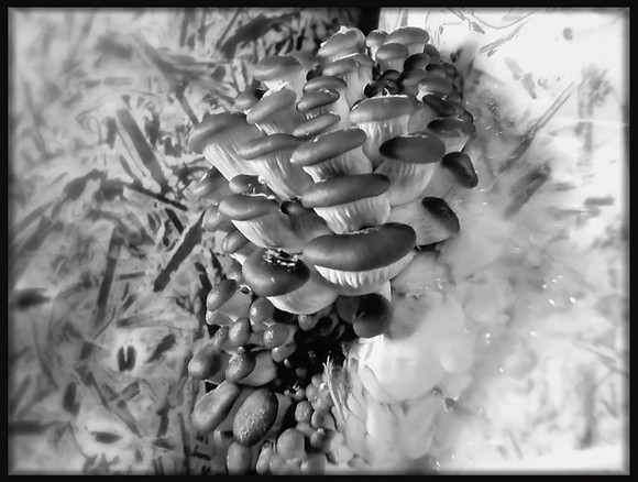 Funky Fungi