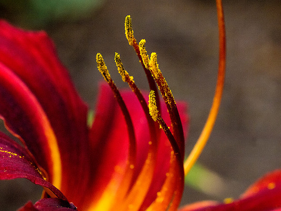 Pure Sex