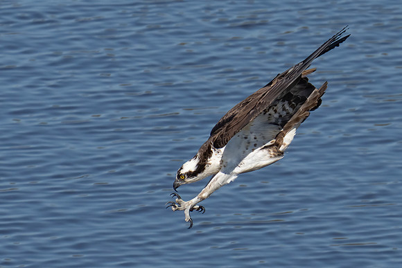 Talons Taking Aim