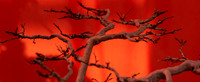 Flaming Bonsai