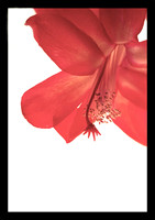 Cactus Flower