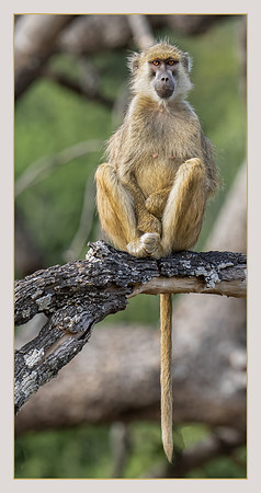 Strike a Pose