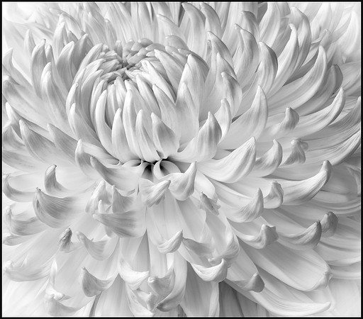 Unfolding Beauty