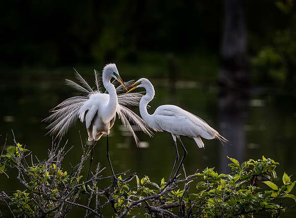 Springtime Love