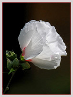 Evening Hibiscus