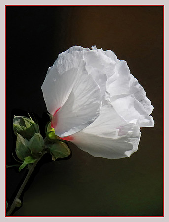 Evening Hibiscus