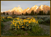 Bloomin Sunflowers Wyoming Style