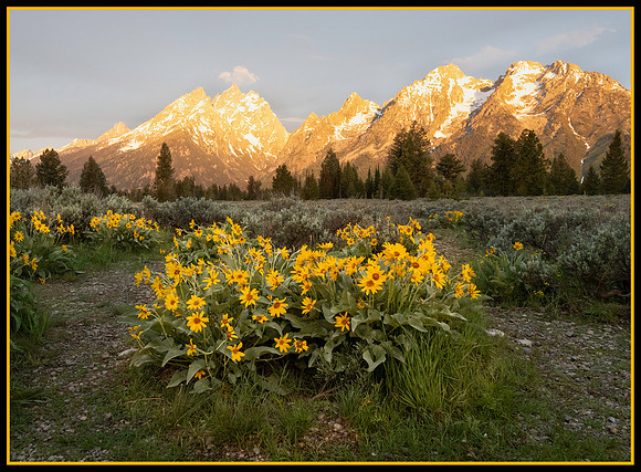 Bloomin Sunflowers Wyoming Style