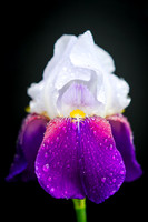 Bearded Iris