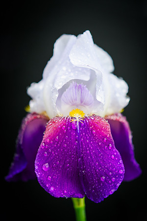 Bearded Iris