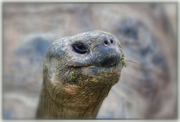 Galapagos Gus