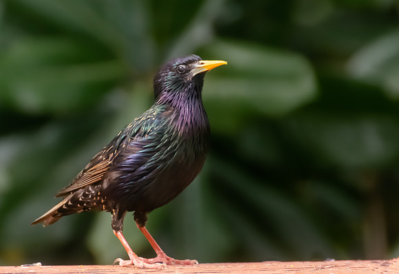 Surprised starling