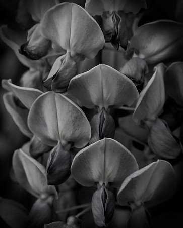 Wisteria