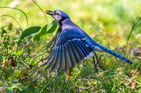 Blue Jay 1, Ladybug 0