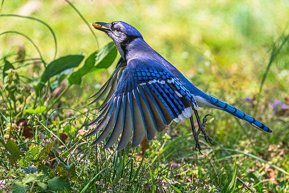 Blue Jay 1, Ladybug 0