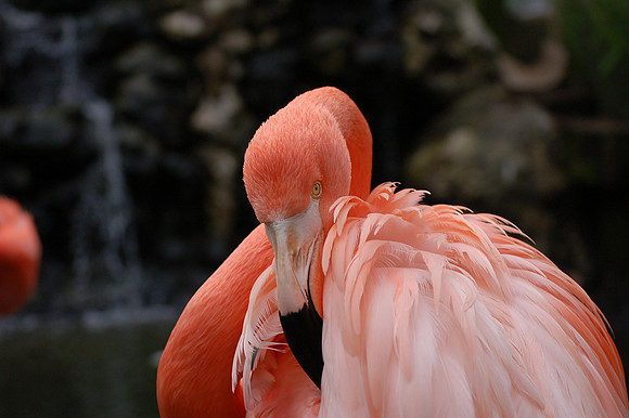 American Flamingo