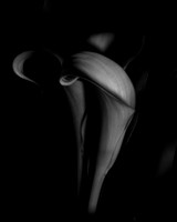 Calla Lily
