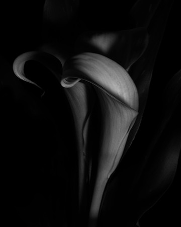 Calla Lily