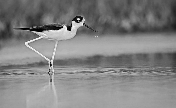Stately Stilt