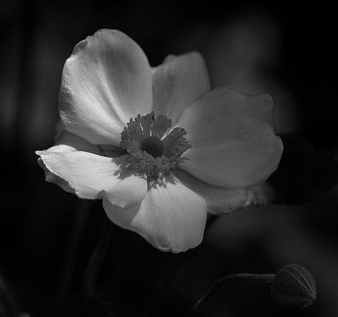 Midnight in the Garden