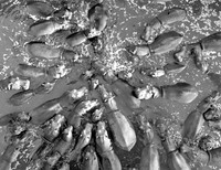 Hippo Hygiene