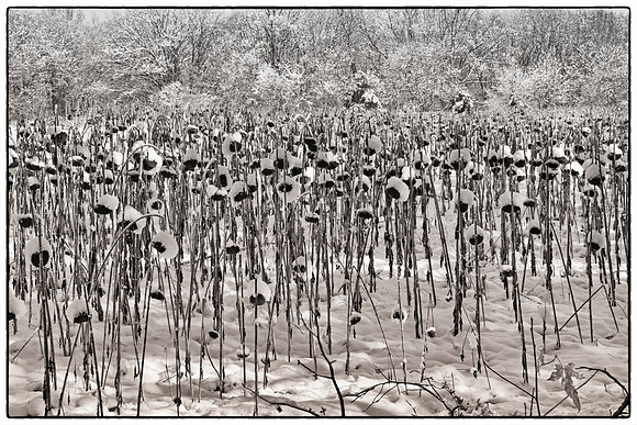 Snowflowers