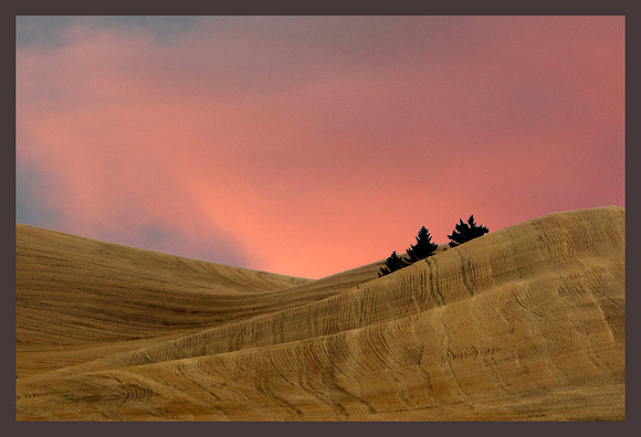 Lone Trees