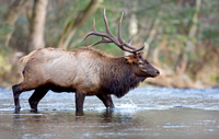 Deep Creek Crossing