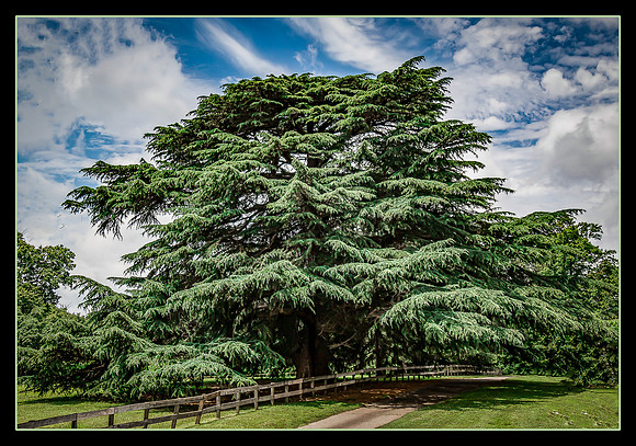 TREE-Mendous
