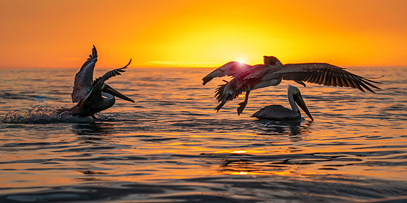 Pelicans at Sunset