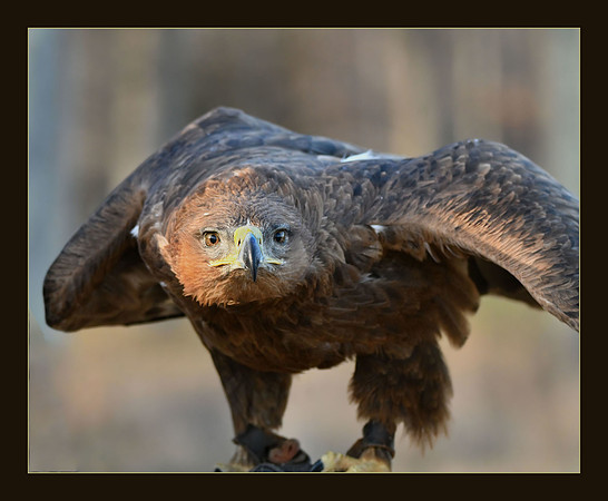 Intense Stare