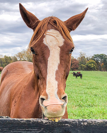 Hey Buck Tooth!