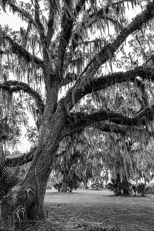 Old Soul of the South