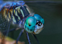 Dragonfly Blues