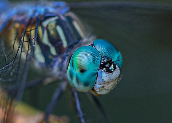 Dragonfly Blues