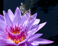 Dragonfly Resting Stop