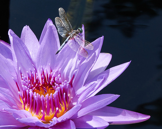 Dragonfly Resting Stop