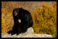 Black Bear in Fall