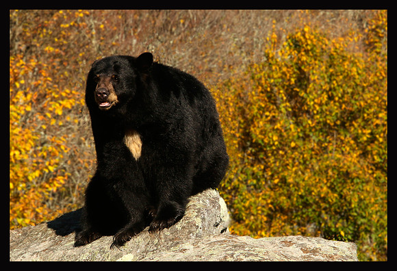 Black Bear in Fall
