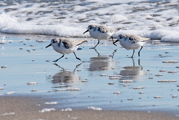 Running From the Waves