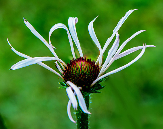 Floral Pinwheel