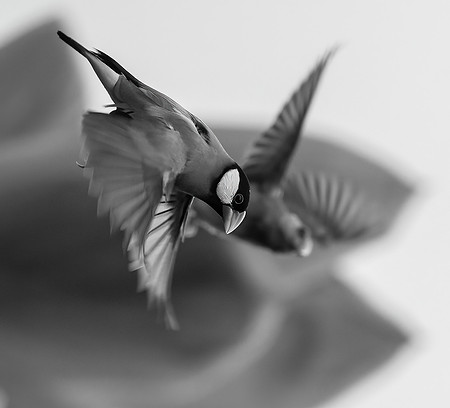 Hawaiian Java Sparrow