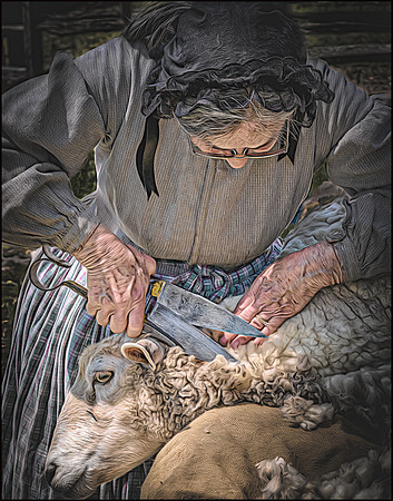 Shearing Sheep