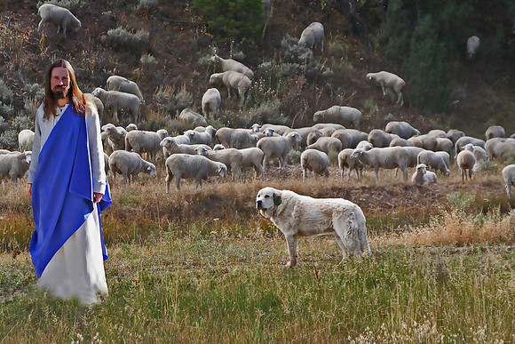 Sheperd and Flock