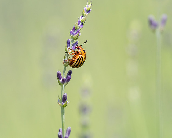 Climbing the Flower