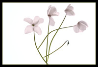 Cyclamen series