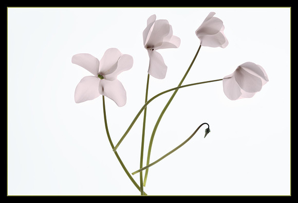 Cyclamen series