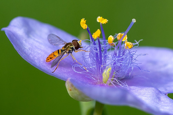 Flower Fly