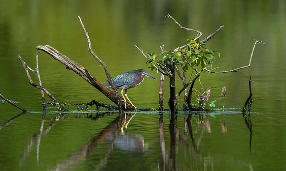 Green on Green